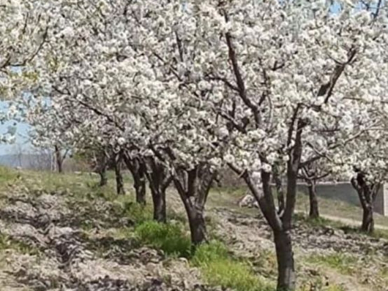 Satılık kiraz bahçesi - i̇znik, tacirler köyü