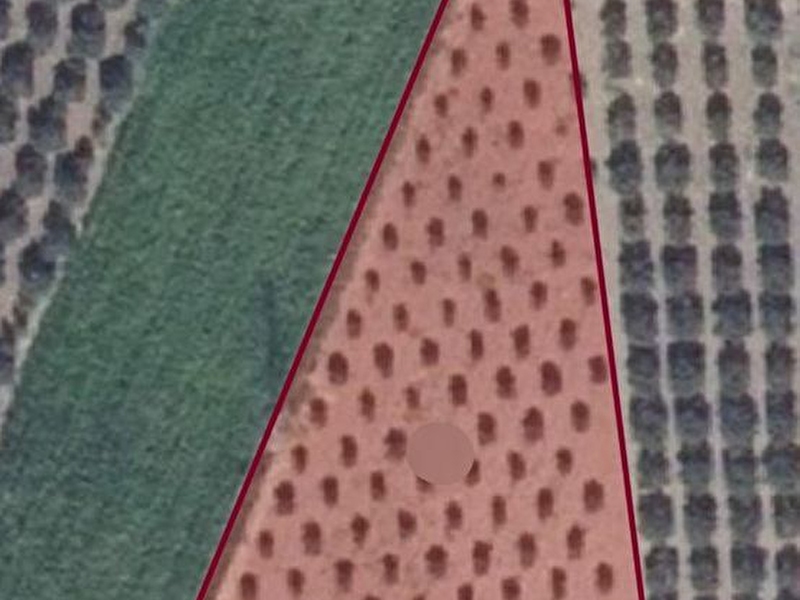 Tek tapu  3.750m2   dönüm  zeyti̇nli̇k dayioğlu köyü satilik 4.250.000 tl