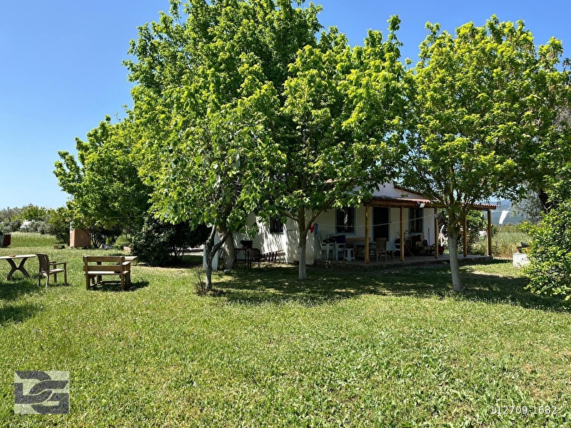 Urla kuşçular'da 8700 m2 zeyti̇n ağaçli tarla