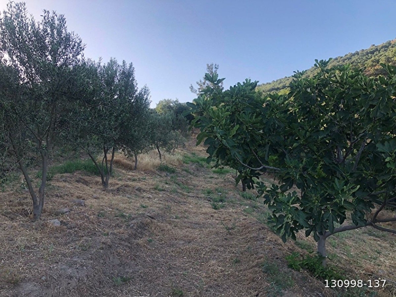 İzmi̇r bergama yukari̇ki̇ri̇klar mahlesi̇nde özellikli zeyti̇nli̇k.