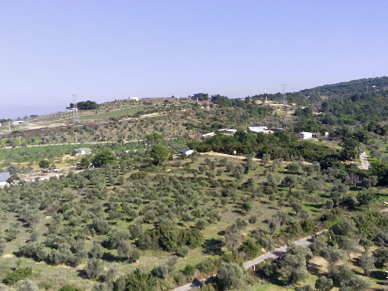 Urla naipli de yola cepheli 8598 m2 zeytinli tarla