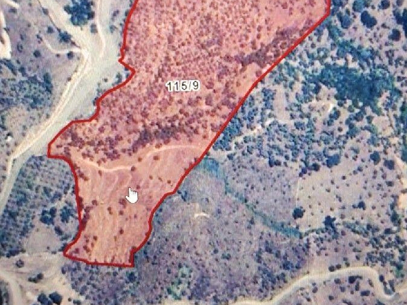 Aydın koçarlıda satılık zeytinlik