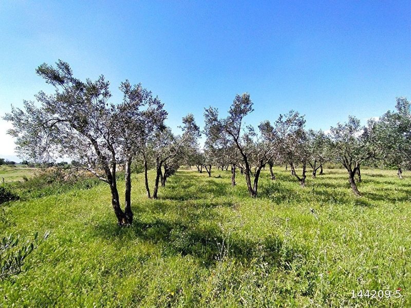 Bergama'da köye yakın, yolu ve suyu olan zeytinlik
