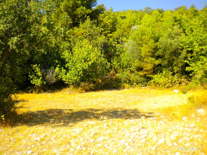 Yakaköy'de 5442m2 elektri̇ği̇ suyu yolu ağaçlari olan satilik arsa