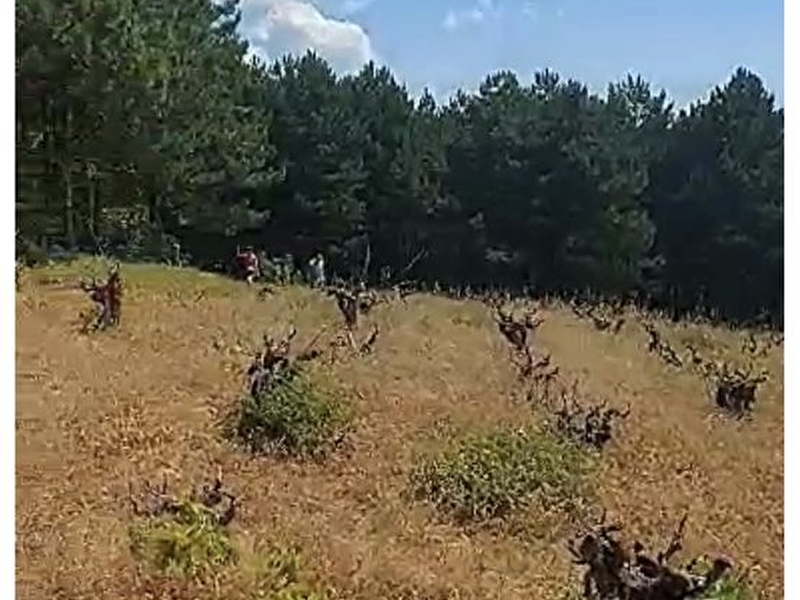 Şarköy yayaköy'de 8.500 m2 tek tapu satılık tarla