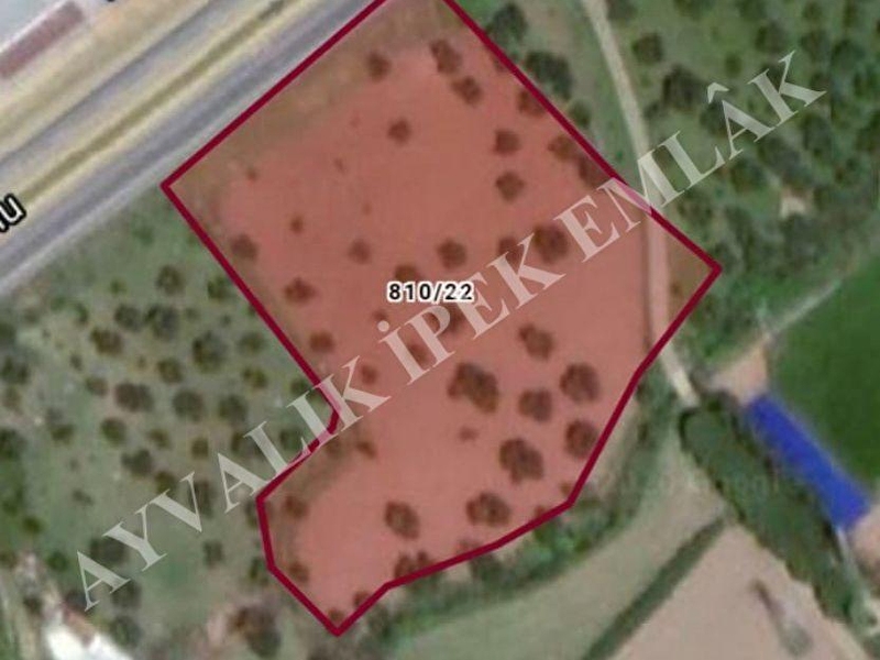 1 600 000 Tl Ayvalikta Ana Yola Sifir Satilik Zeytinlik Arazi