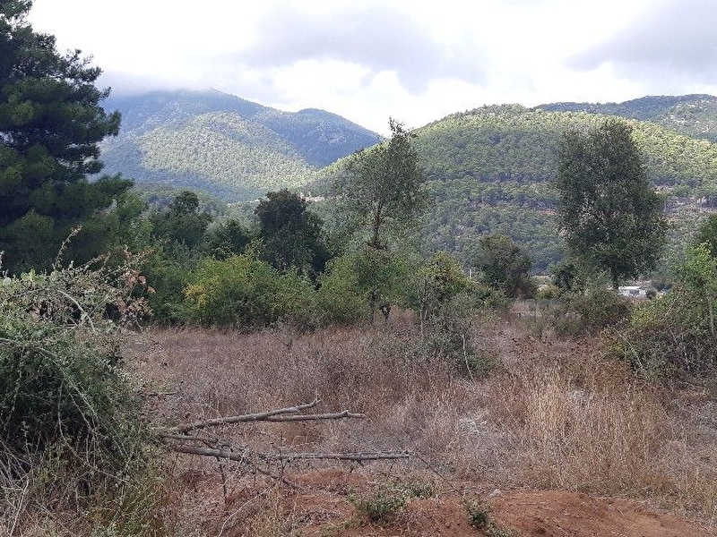 Mercan gayrimenkul'den fethiye i̇ncirköy'de müstakil tapu 1.765m2 tarla