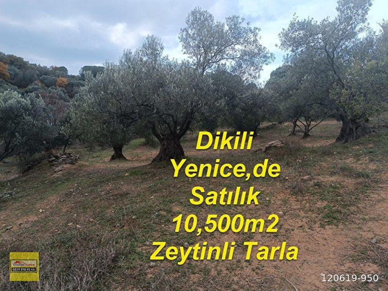 Dikili yenice,de fırsat acil satılık 10.500m2 zeytinlik