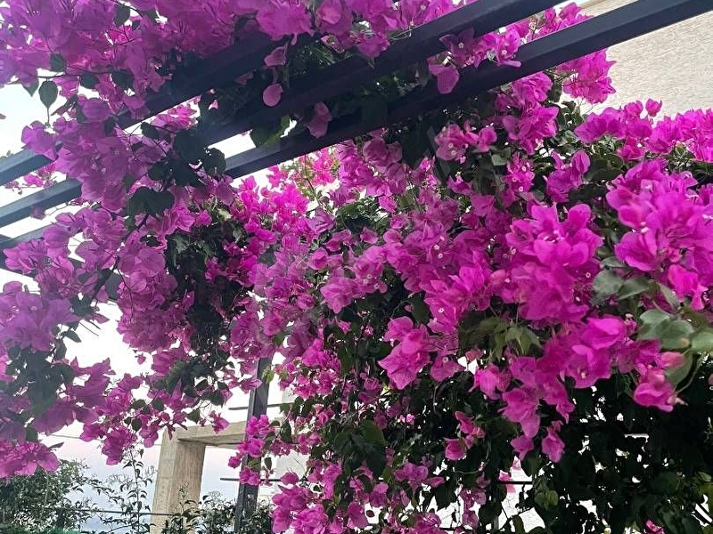 Günlük Kiralık 3 Odalı Villa Muğla Bodrum Akyarlar Mahallesi 6 Kişi Kapasiteli