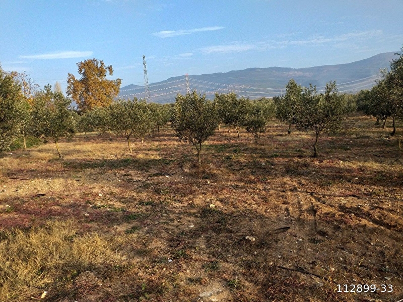 Orhangazi yeniköy mah.iznik asfaltina cephe 11.921m2 zeytinlik( 2 adet tapudan olusan)