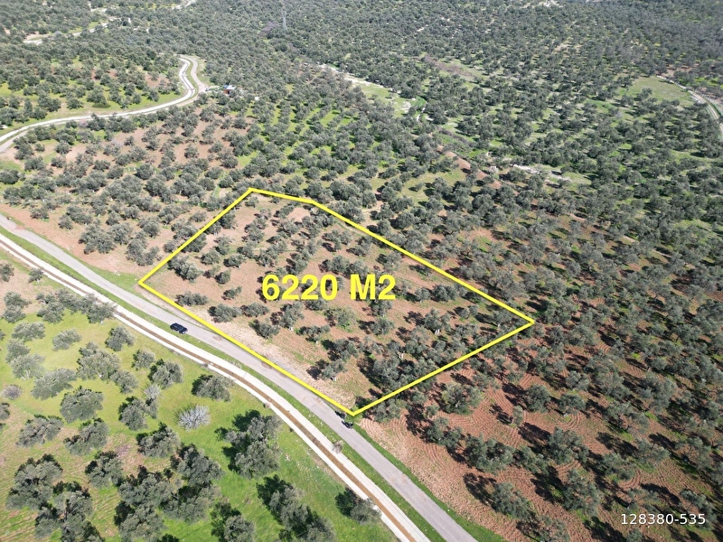 Altın emlaktan kazımkarabekirde satılık 6220 m² zeytinlik