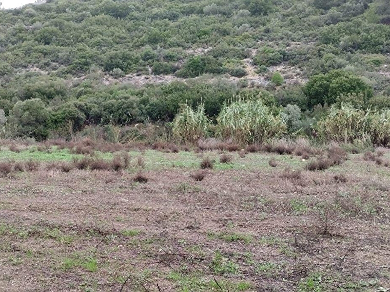 Urla torasan da  asfalt cepheli̇ 12 dönüm arazi̇