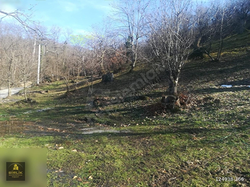 Karamürsel Ereğli'de Muhteşem Deniz Ve Doğa Manzaralı Tarla