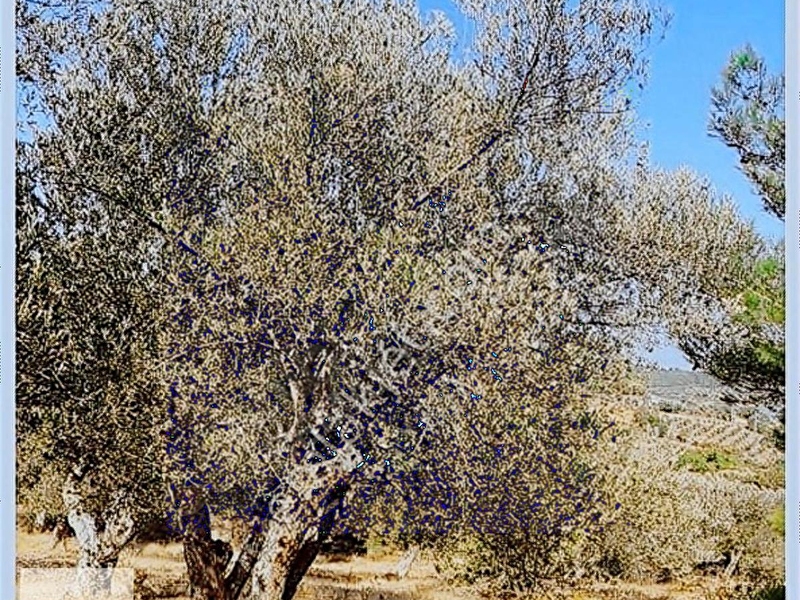 Bergama'da kadastro yola cephe ve köy merkezi̇ne yakin zeyti̇nli̇k