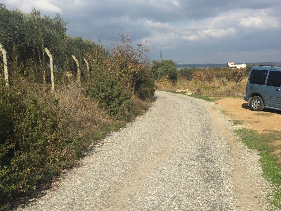 Kemalpasa Oren Koyu Ovasin Da Satilik 5600 M2 Full Kiraz Bahcesi 48932 743 Hurriyet Emlak