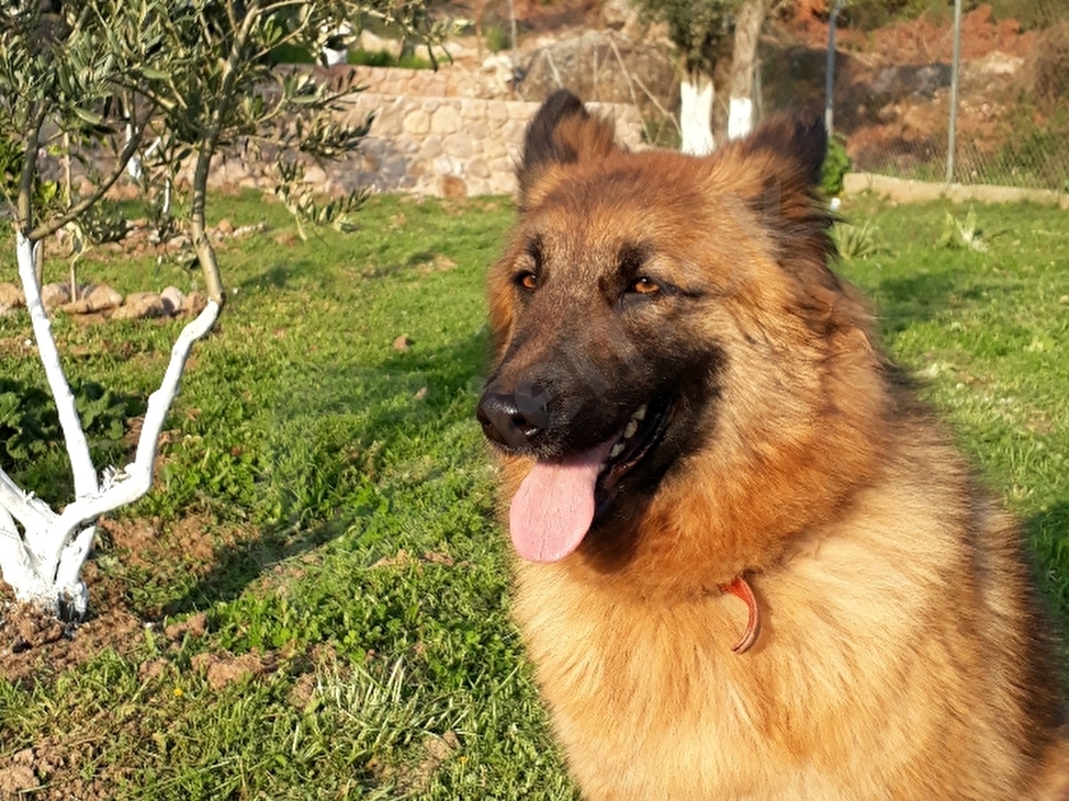 Seferihisar Orhanlida Asfalt Yola Cepheli Ciftlik 97239 392 Hurriyet Emlak