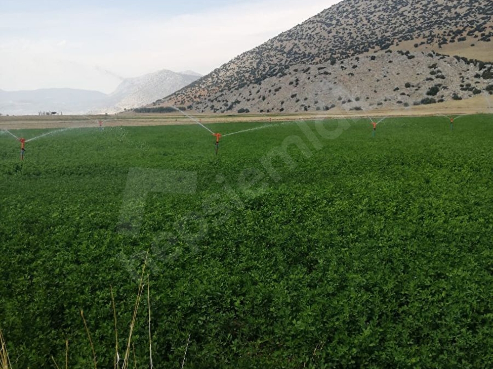 Burdur Yesilova Da Ana Yola Yakin Yonca Tarlasi Acil Satilik 117528 57 Hurriyet Emlak